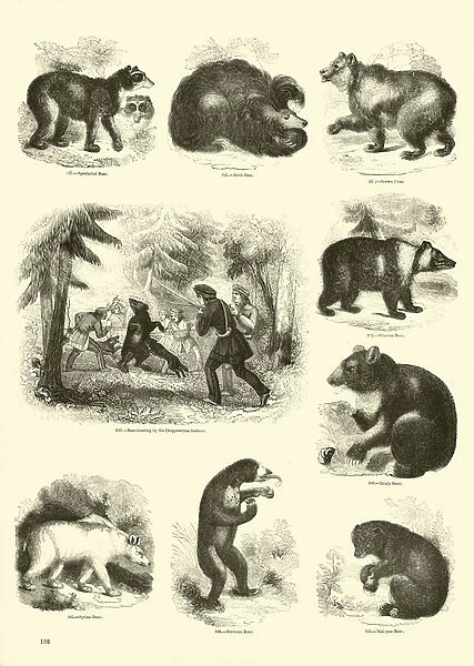 Page from The Pictorial Museum of Animated Nature (engraving)