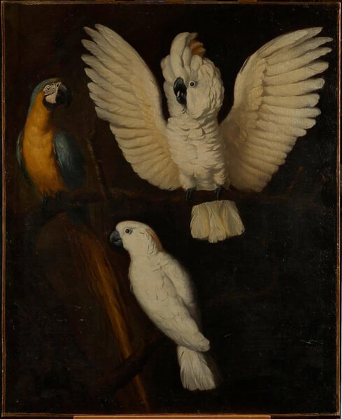 Parrots, c. 1670 (oil on canvas)