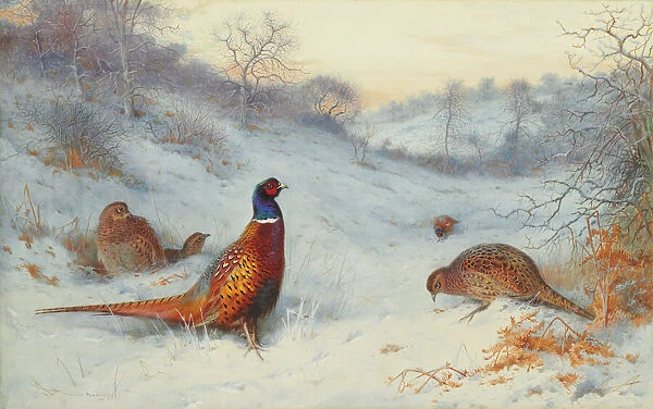 Pheasant in the snow, 1909 (pencil & w  /  c heightened with bodycolour & gum arabic on paper