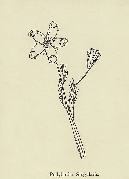 Pollybirdia Singularis (engraving)