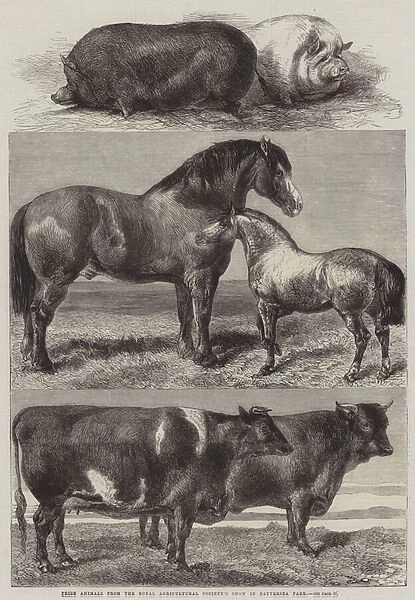 Prize Animals from the Royal Agricultural Societys Show in Battersea Park (engraving)