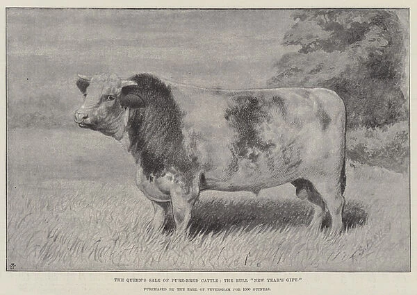 The Queens Sale of Pure-Bred Cattle, the Bull 'New Years Gift, 'purchased by the Earl of Feversham for 1000 Guineas (litho)