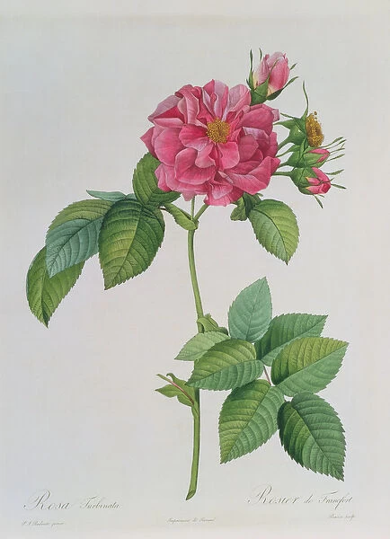 Rosa Turbinata, from, Les Roses, Vol 1, 1817 (coloured engraving)