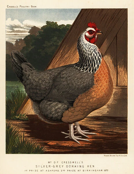 Silver-grey Dorking hen, 1890 (chromolithograph)