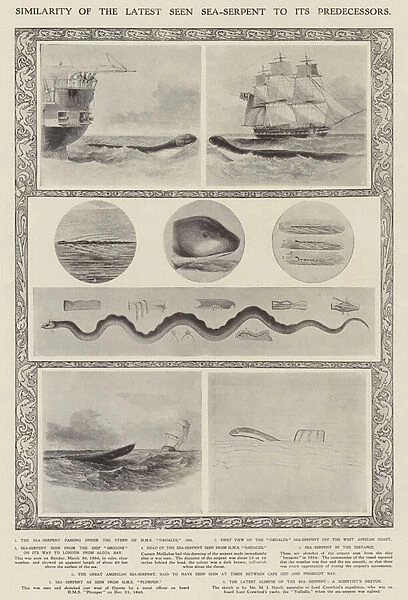 Similarity of the latest seen sea serpent to its predecessors (litho)