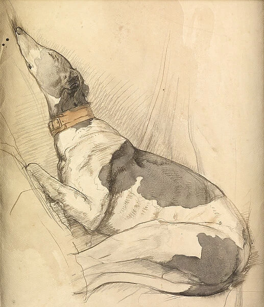 Sleeping Greyhound (pencil, pen, ink & wash on paper)