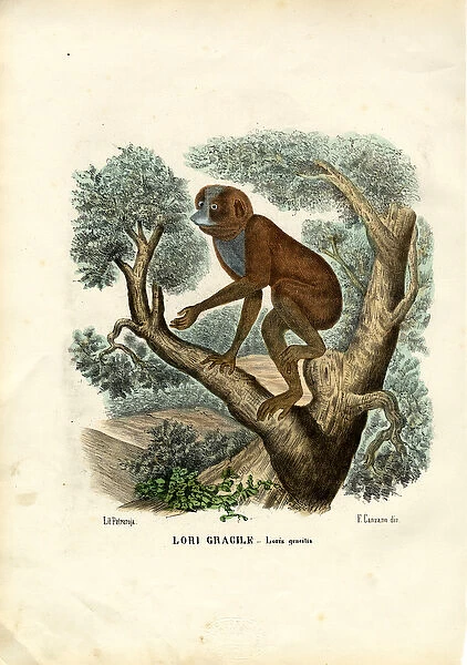 Slender Lori, 1863-79 (colour litho)