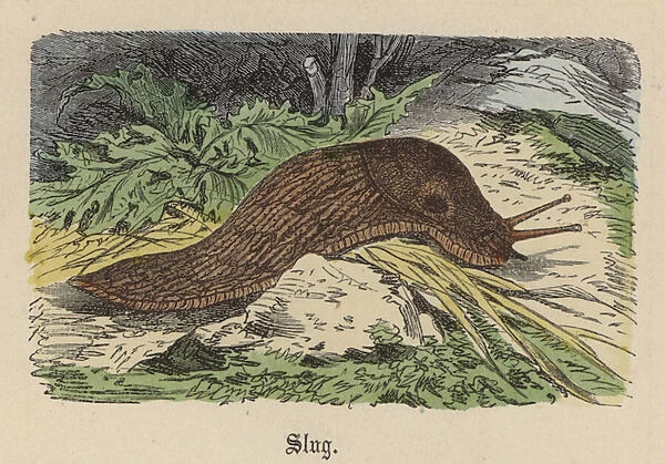 Slug (coloured engraving)