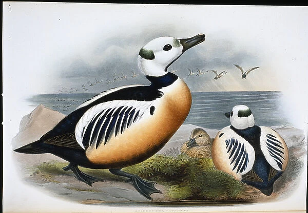 Stellers Duck (Eniconetta Stelleri) (hand-coloured litho)