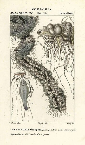 String jellyfish, Apolemia uvaria (Stephanomia uvaria, Stefanomia grappolo)