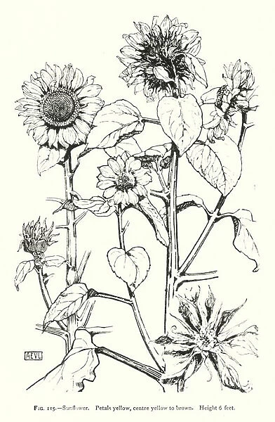 Sunflower; Petals yellow, centre yellow to brown; Height 6 feet (engraving)
