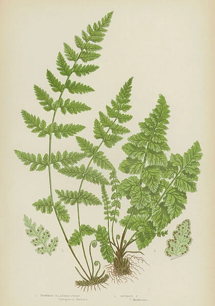 Toothed Bladder Fern, Dickies Fern (colour litho)