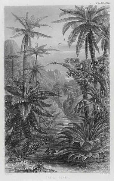 Tree Ferns (coloured engraving)