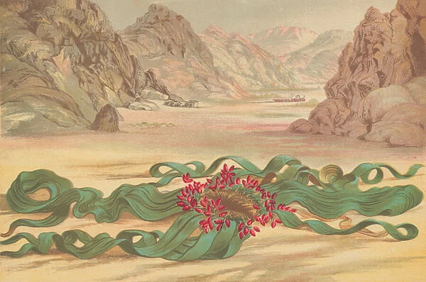 Welwitschia mirabilis, plant of South West Africa (colour litho)