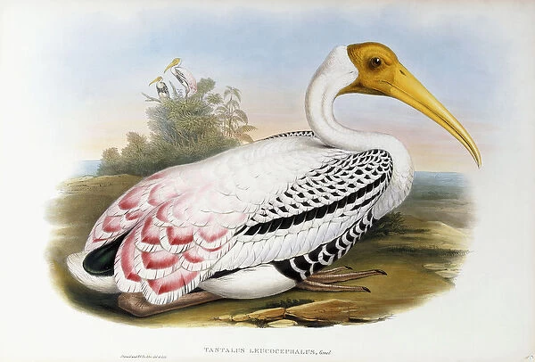 White-headed Ibis; Tantalus Leucocephalus, c. 1850-1873 (hand-finished colour lithograph)