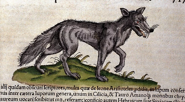 The wolf after the Historia Animalium by Conrad Gesner, Tiguri 1560