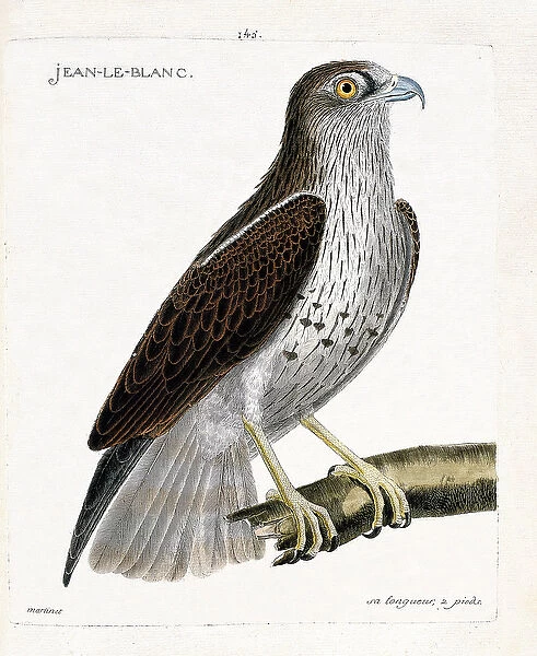 Zoological chart (ornithology): Jean-le-Blanc or Jean le Blanc