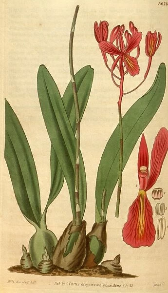 Botanical print by Mrs. C. Horsfall, an English natural history illustrator