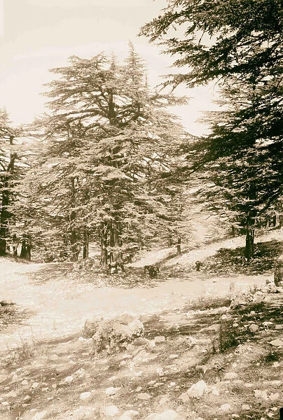 Cedars Lebanon 1898