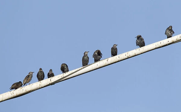 Common Starlings group perched, Sturnus vulgaris