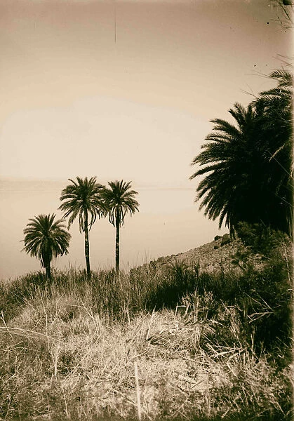 Around Dead Sea Palm trees El-Izharat 1900 bordering