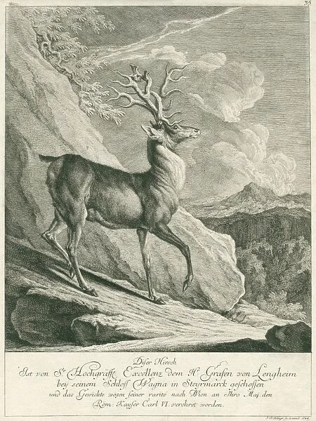 A deer, Johann Elias Ridinger, 1708 - 1767
