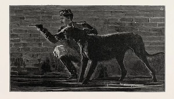 The Escape of Lions from the Menagerie at Birmingham, Uk, 1889: Marcus Orenzo In