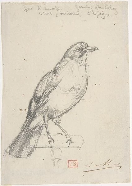 European Jay ca 1863 Graphite 3 13  /  16 x 2 11  /  16