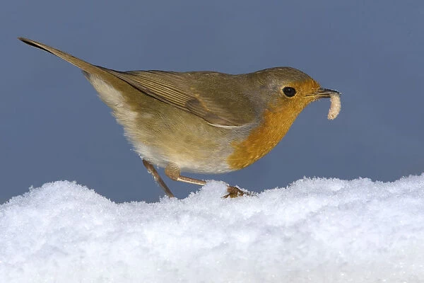 European Robin perched in snow with food, Erithacus rubecula, Italy