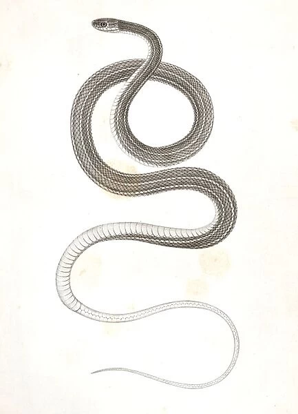 Eutania faireyi, young, Prairie Water Snake. Suckley, George 1830-1869, Cooper, J