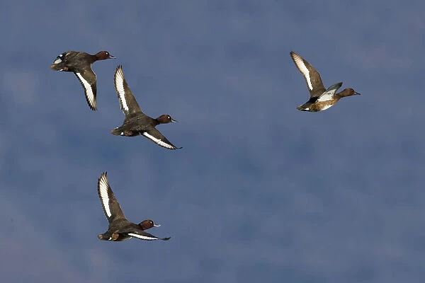 Ferruginous Ducks in flight, Aythya nyroca, Italy