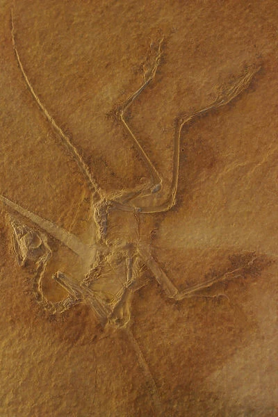 Fossil bird