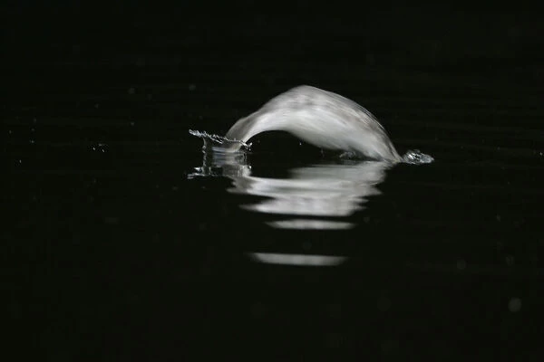 Great Crested Grebe diving, Podiceps cristatus