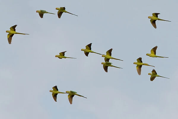 Group of flying Rose-ringed Parakeets, Psittacula krameri, Oman