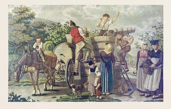 The harvesting of wine grapes, 19th century engraving, time of harvest, ripeness
