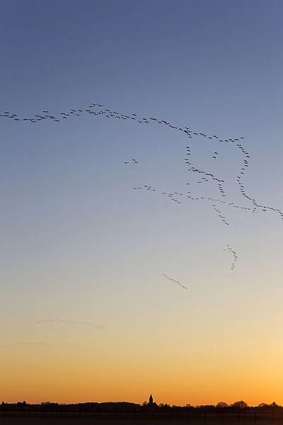 Impression of migrating flocks of Common Crane by dusk, Grus grus, Netherlands