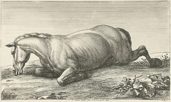 Killed horse lying on stomach, Jan van Huchtenburg, Adam Frans van der Meulen, unknown