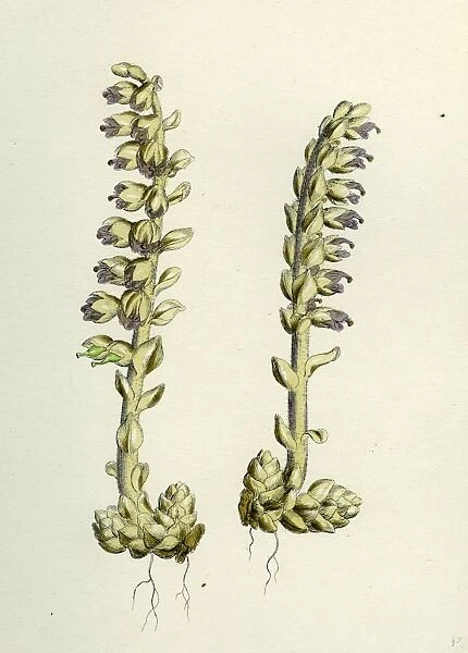Lathaea squamaria; Toothwort
