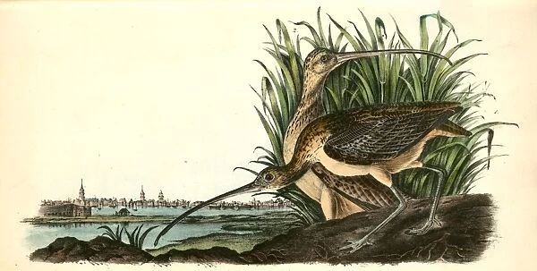 Long-billed Curlew. 1. Male. 2. Female. Audubon, John James, 1785-1851