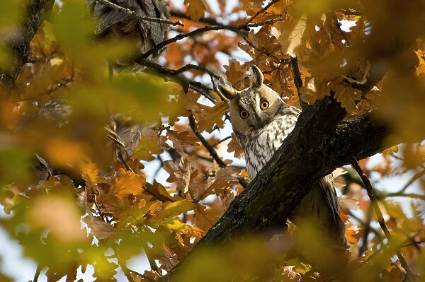 Long-eared Owl perched in an oak, Asio otus, Hongary