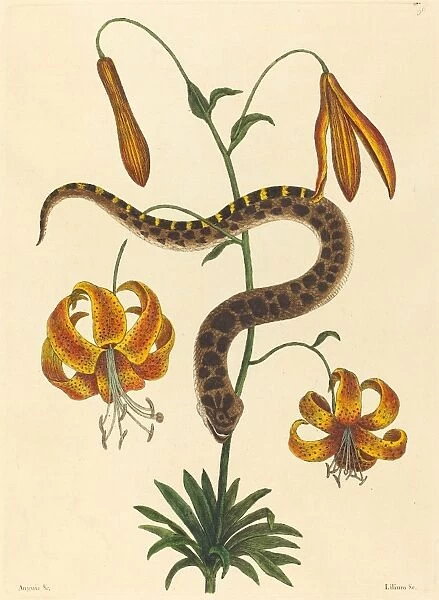 Mark Catesby (English, 1679 - 1749), The Hog-nose Snake (Boa contortrix), published