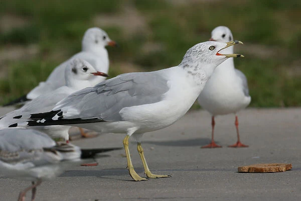 Ring-billed Gull quarreling about bread with Black-headed Gulls, Larus delawarensis