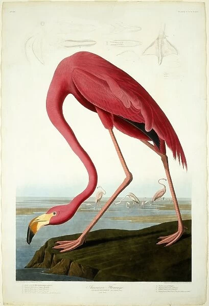 Robert Havell after John James Audubon, American Flamingo, American, 1793 - 1878