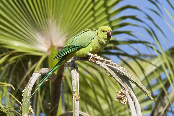 Rose-ringed Parakeet, Psittacula krameri, Israel