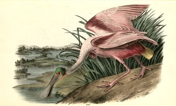 Roseate Spoonbill. Male. Audubon, John James, 1785-1851