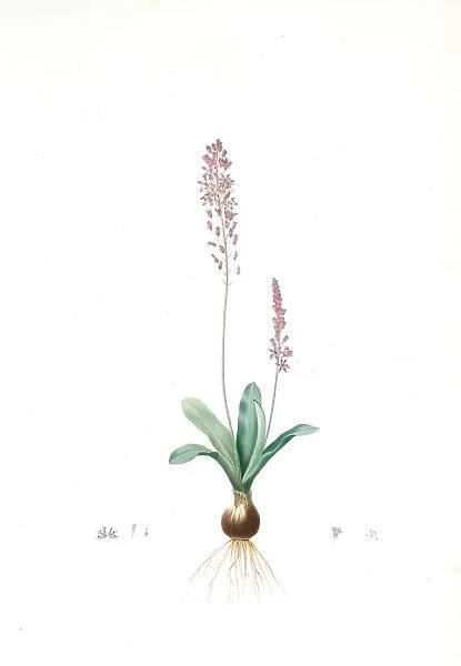 Scilla obtusifolia, Scilla obtusifolia; Sciile a feuilles obtuses, Redoute, Pierre Joseph