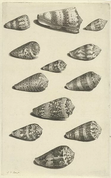 Twelve shells different snail species shown direction