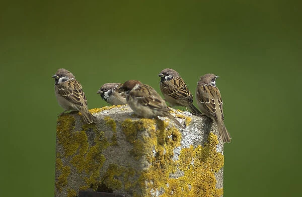 Tree Sparrow group perched on pole, Netherlands