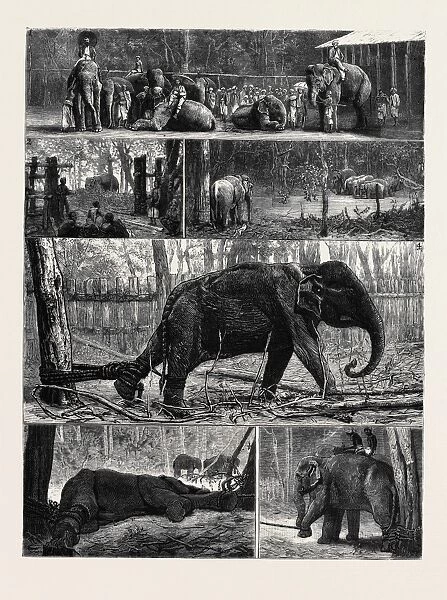 The Young Princes on their Cruise; at an Elephant Kraal Near Awisawella, Ceylon: 1