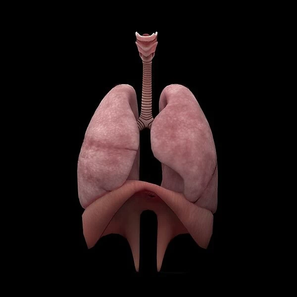 3D rendering of human lungs